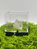 Timberwolf Mountain Quartz Pair Specimen Display Box