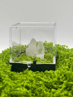 Timberwolf Mountain Quartz Pair Specimen Display Box