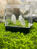 Timberwolf Mountain Quartz Trio Specimen Display Box