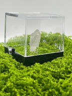 Timberwolf Mountain Quartz Pair Specimen Display Box