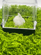Timberwolf Mountain Druzy Quartz Specimen Display Box